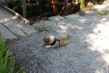 53_gc_stammtisch_6_20150506